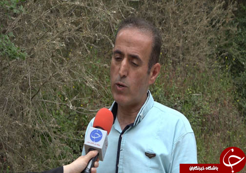 سفره شمال ایران برای آفت شب پره شمشاد دل کندنی نیست