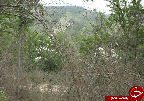 سفره شمال ایران برای آفت شب پره شمشاد دل کندنی نیست
