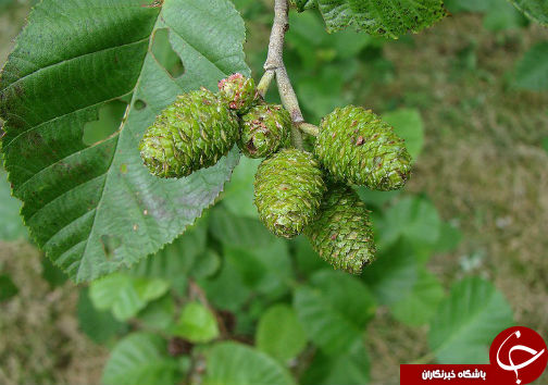دستاورد تحقیقاتی از خاصیت شگفت انگیزطبیعت / گام بلند محققان گلستانی برای درمان سرطان مری