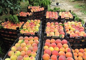 افزایش ۱۰ درصدی برداشت هلو وشلیل در شهرستان قاینات
