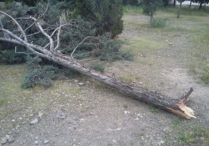 شکسته شدن درختان در تند باد اندیکا