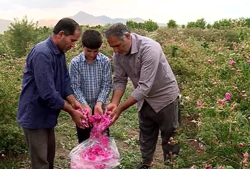 آغاز برداشت گل محمدی در خمین/ پیش بینی برداشت ۴۳۰ تن گل محمدی