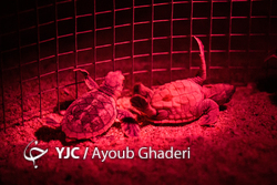 شهر لک‌لک‌ها