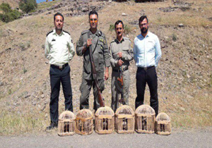 دستگیری شکارچی متخلف زنده گیری کبک در مهاباد
