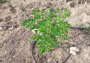 کاشت درخت مورینگا برای اولین بار در لارستان