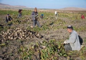 آغاز کشت چغندر قند از اواخر خرداد ماه در اسدآباد