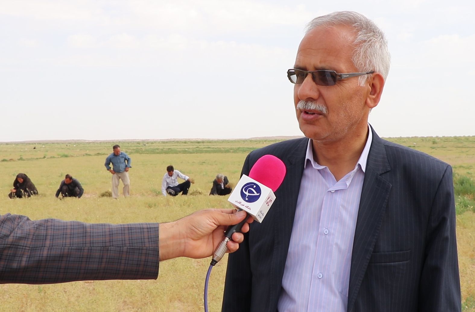 پیش بینی برداشت ۴۰۰ تن زیره سبز از مزارع شهرستان گناباد
