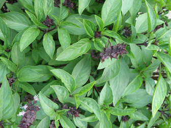 خواص درمانی فوق&zwnj;العاده ریحان سبز در طب سنتی