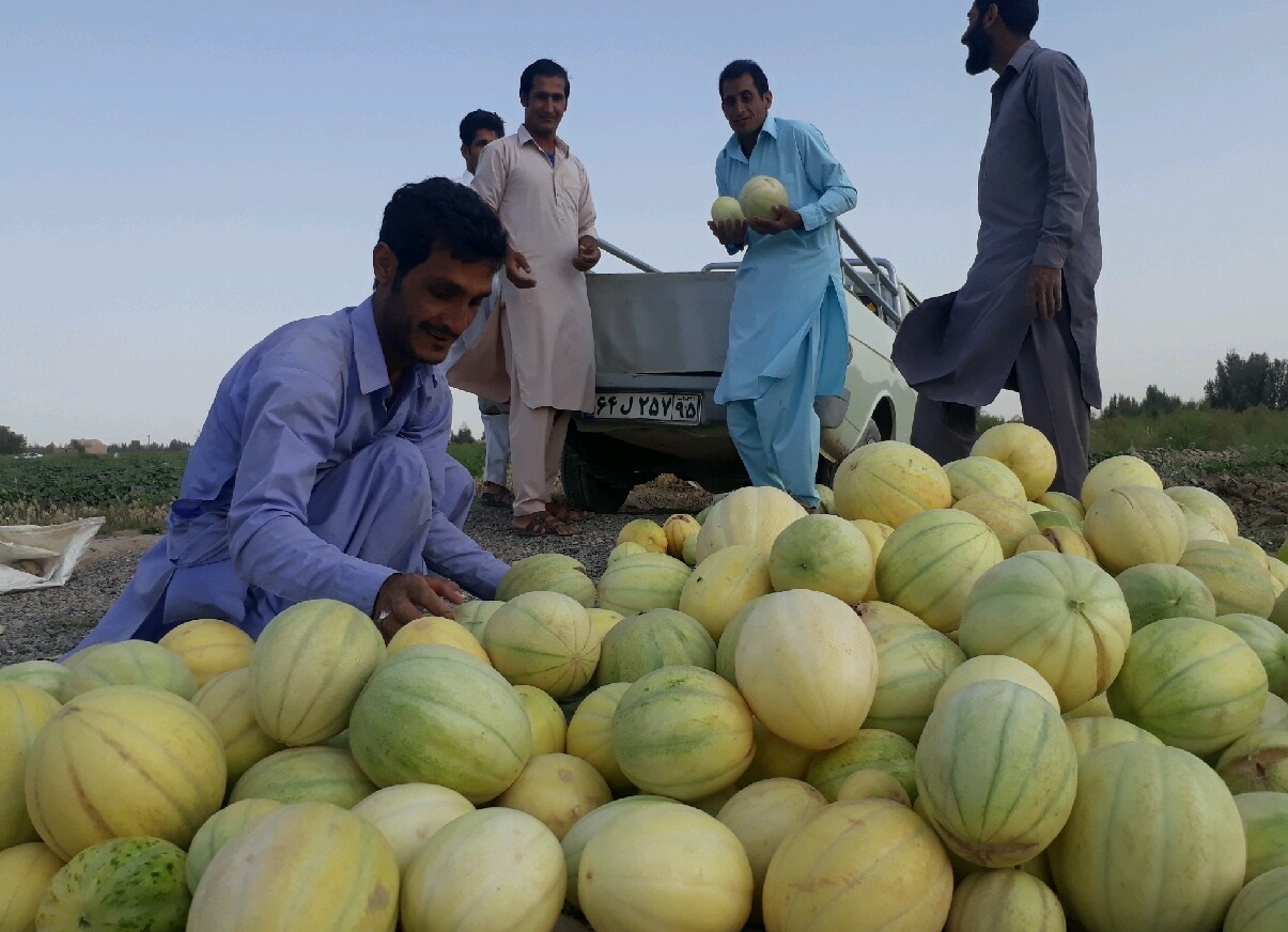 برداشت قندک و هندوانه محلی در سیستان