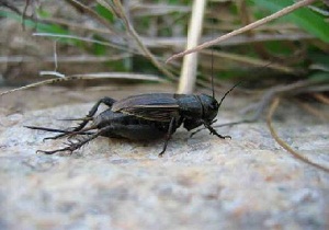 روستای برومی و غدیر حبسه اهواز، میزبان جیرجیرک ها/وضعیت بحرانی نیست