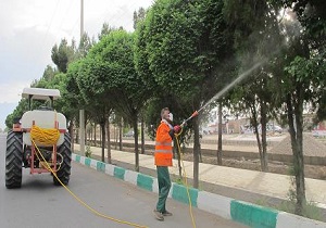 سمپاشی برای کنترل آفات و بیماری‌های درختان همچنان ادامه دارد
