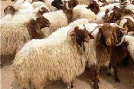 کشف ۵۱ راس احشام قاچاق در چرداول