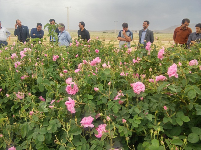 افزایش ۱۰ هکتاری مساحت مزارع گل محمدی در محلات