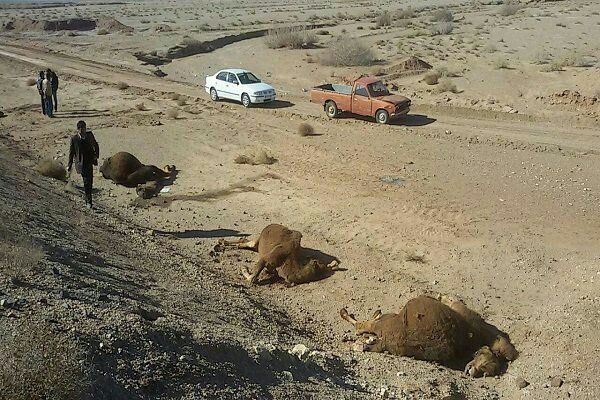 تلف شدن ۱۴ نفر شتر در مسیر راه آهن زرند &ndash; سیریز