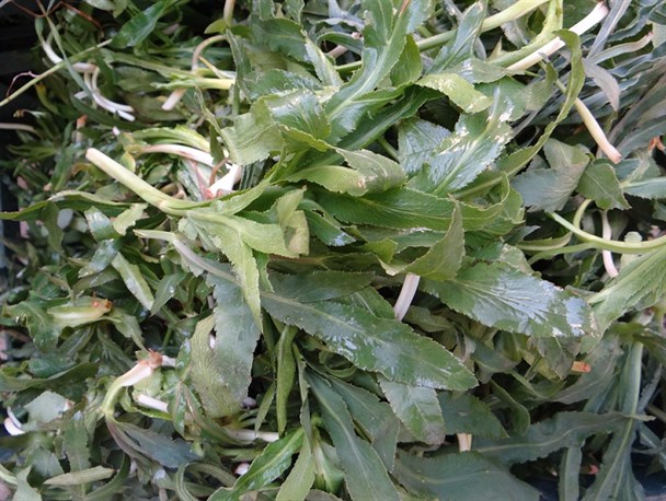 سفره های رنگین با گیاهان خوراکی / استان ایلام