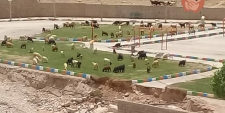 برخورد جدی با صاحبان احشام سرگردان
