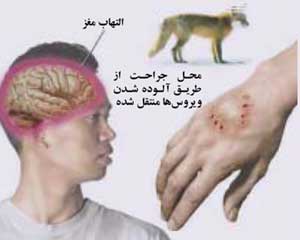 واکسینه شدن ۷۰۹ قلاده سگ علیه بیماری هاری در سبزوار