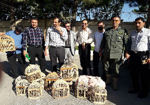 دستگیری شکارچیان غیرمجاز کبک در شهرستان مهاباد