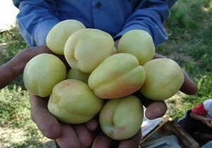 برداشت زردآلو در سیستان و بلوچستان
