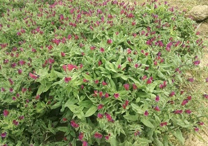شناسایی و جمع آوری ۲۱۷ گونه گیاهان دارویی در اردبیل