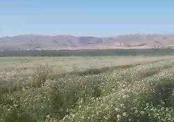 کشت محصول کشاورزی گشنیز در نهاوند + فیلم
