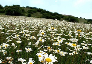 برگزاری جشنواره ملی گل‌های بابونه اواخر خرداد در شهرستان نمین