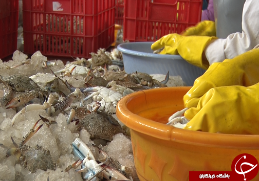 شکار ماهی در بندر بحرکان، بزرگترین اسکله صیادی استان خوزستان