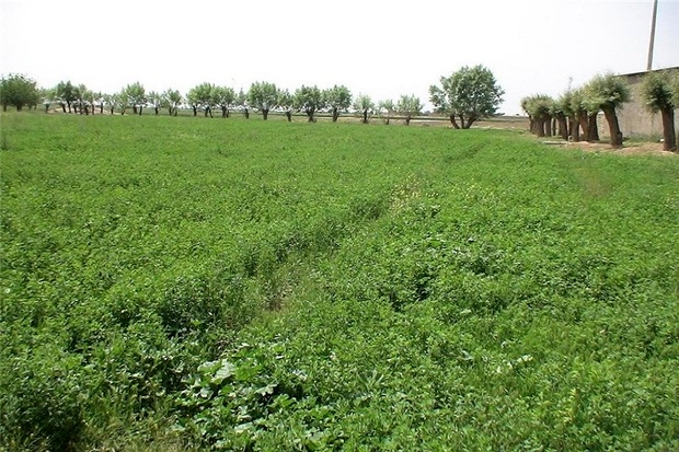 برداشت سالانه ۴۸۰ هزار تن یونجه در همدان