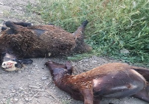 گرگ ۱۵ راس گوسفند را در روستای گورانگان سردشت تلف کرد