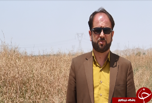 گل&zwnj;های زرد کلزا، نوازشگر دستان خسته کشاورزان/چرخش چرخ تولید محصولات کشاورزی در کشور با دستان کشاورزان کارونی