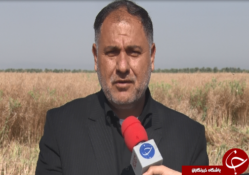 گل&zwnj;های زرد کلزا، نوازشگر دستان خسته کشاورزان/چرخش چرخ تولید محصولات کشاورزی در کشور با دستان کشاورزان کارونی