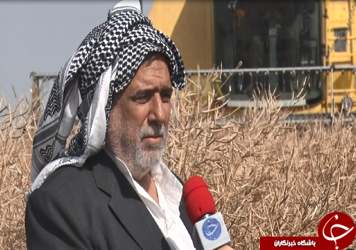 گل&zwnj;های زرد کلزا، نوازشگر دستان خسته کشاورزان/چرخش چرخ تولید محصولات کشاورزی در کشور با دستان کشاورزان کارونی