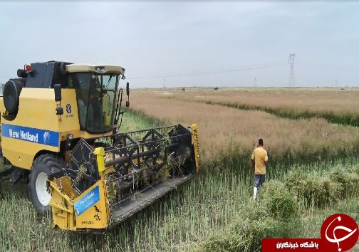 گل&zwnj;های زرد کلزا، نوازشگر دستان خسته کشاورزان/چرخش چرخ تولید محصولات کشاورزی در کشور با دستان کشاورزان کارونی