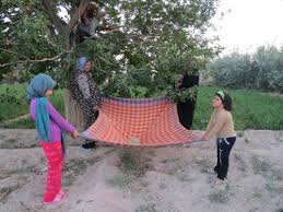 برپایی مراسم سنتی توت‎تکانی در بوستان پارک ملت مشهد