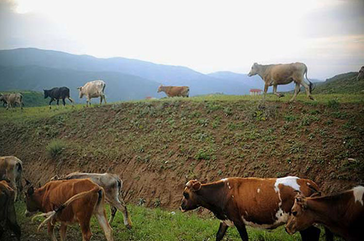 جنگلهای ارسباران، منطقهای گردشگری و زیبابرای گردشگران جنگلهای ارسباران، منطقهای گردشگری و زیبابرای گردشگران