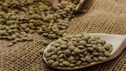ادامه عملیات برداشت حبوبات در استان ایلام/بخش عمده محصول به استان&zwnj;های دیگر صادر می&zwnj;شود