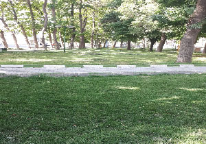 خدمات زیباسازی فضا‌های سبز در شهرستان مهاباد