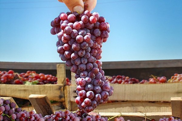 برداشت انگور یاقوتی از تاکستان&zwnj;های شهرستان هیرمند /&nbsp;انگور یاقوتی از ظرفیت&zwnj;های مهم و اقتصادی منطقه سیستان