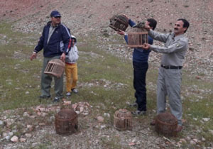 رهاسازی ۶ قطعه کبک در طبیعت مهاباد