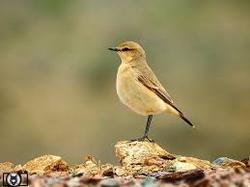 کشف ۱۴ پرنده کمیاب چکاوک در مرز دوغارون