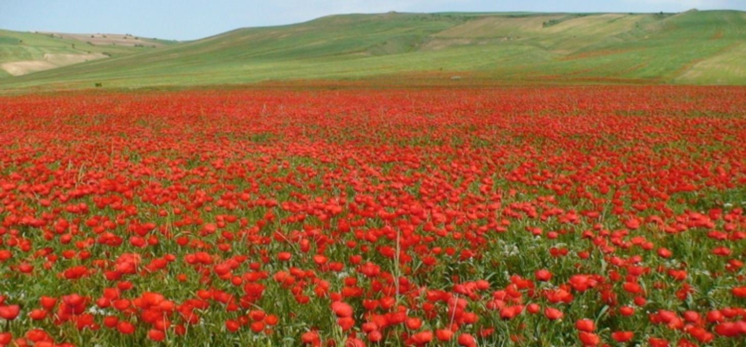 اطلاع رسانی گسترده&zwnj;تر در خصوص برگزاری جشنواره گردشگری شقایق های کالپوش