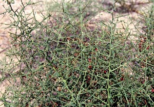 گلدهی گونه خارشتر در بندرلنگه