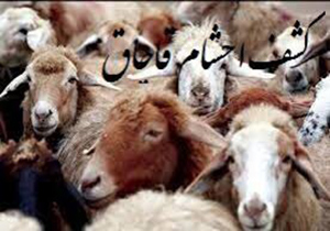 کشف ۱۰۸ راس دام فاقد مجوز حمل در خرم آباد