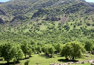 وجود ۱۰ درصد جنگل‌های ایران در لرستان