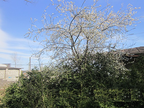 روستایی که ساکنانش از پرداخت مالیات معاف بودند