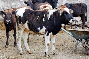 گزارشی از ابتلا به تب کریمه کنگو نداریم