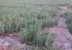 حمله ملخ&zwnj;های صحرایی به مزارع کشاورزی &laquo;برجک سیف الله&raquo;/ چشم&zwnj;اندازی از طبیعت دیدنی ییلاق کیاره/ آتش&zwnj;سوزی مراتع در روستای کوری + فیلم و تصاویر