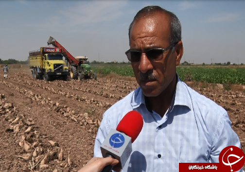 برداشت چغندرقند، کام تلخ کشاورزان را شیرین نکرد/رسیدن به خودکفایی در تولید شکر، توجه مسئولان را می&zwnj;طلبد+فیلم