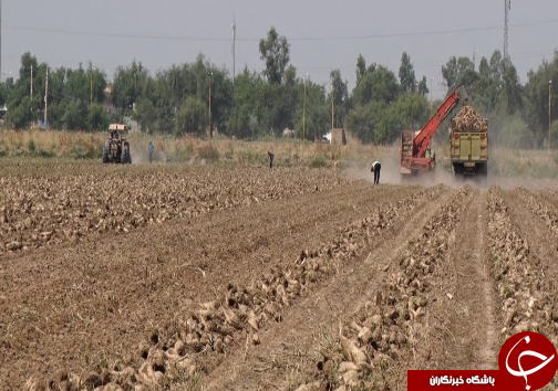 برداشت چغندرقند، کام تلخ کشاورزان را شیرین نکرد/رسیدن به خودکفایی در تولید شکر، توجه مسئولان را می&zwnj;طلبد+فیلم