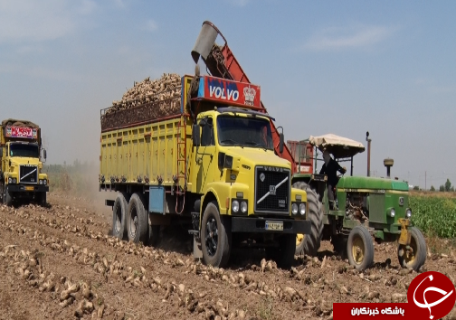 برداشت چغندرقند، کام تلخ کشاورزان را شیرین نکرد/رسیدن به خودکفایی در تولید شکر، توجه مسئولان را می&zwnj;طلبد+فیلم